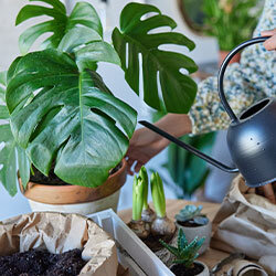 Gesunde Zimmerpflanzen- Pflanzenschutzmittel kaufen - GartenGarten Pf