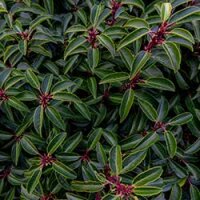 Angustifolia