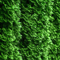 Thuja