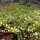 Elfenblume Sulphureum P0,5
