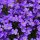 Blaukissen violett P 0,5