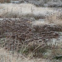 Hohe-Fetthenne Herbstfreude P 0,5