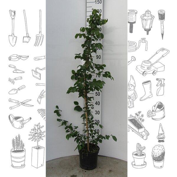 Hainbuche 125-150cm gestäbt im 5l Topf