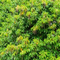 Portugiesischer Lorbeer Angustifolia 160-180cm im 15l Topf