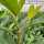 Kirschlorbeer Caucasica Fontanette® 80-100cm