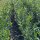 Kirschlorbeer Caucasica 60-80cm