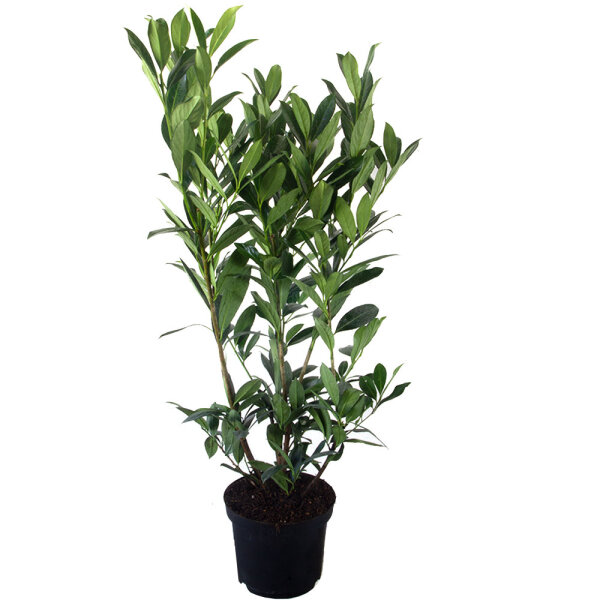 Kirschlorbeer Caucasica 110-120cm im 7,5l Topf