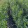 Kirschlorbeer Caucasica 100-125cm
