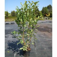 Kirschlorbeer Caucasica Fontanette® 100-125cm im 7,5l Topf