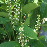 Kirschlorbeer Caucasica Fontanette® 100-125cm im 7,5l Topf