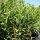 Kirschlorbeer Caucasica Fontanette® 100-125cm im 7,5l Topf