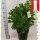 Kirschlorbeer Etna® 80-100cm