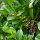 Kirschlorbeer Etna® 125-150cm