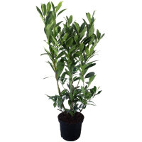 Kirschlorbeer Genolia 90-100cm im 7,5l Topf