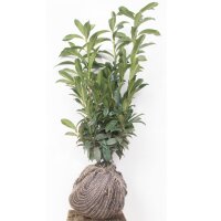 Kirschlorbeer Genolia® 60-80cm am Ballen