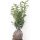Kirschlorbeer Genolia® 60-80cm am Ballen
