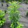 Kirschlorbeer Genolia® 60-80cm