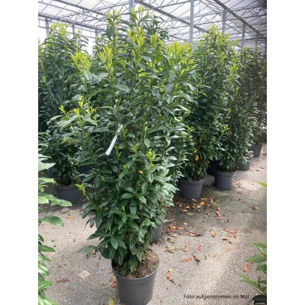 Kirschlorbeer Genolia 180-200cm im 20l Topf