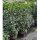 Kirschlorbeer Genolia 200-225cm im 30l Topf