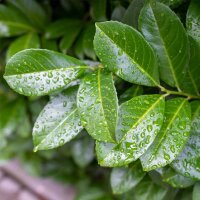 Kirschlorbeer Novita 160-180cm im 15l Topf