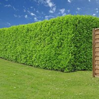 Kirschlorbeer Novita 150-175cm im 30l Topf