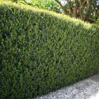 Stechpalme Heckenstar 80-90cm im 7,5l Topf