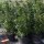 Stechpalme Heckenstar 80-90cm im 7,5l Topf