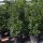 Stechpalme Heckenstar 80-90cm im 7,5l Topf