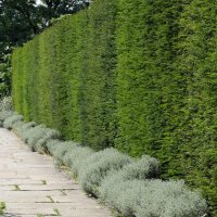 Heimische Eibe 80-100cm am Ballen