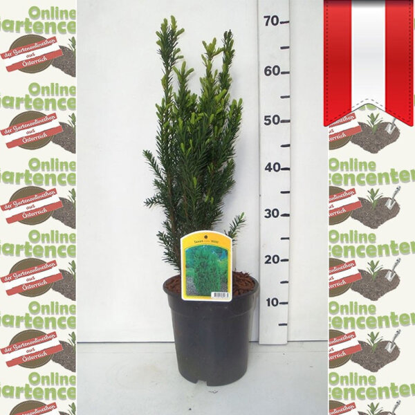 Hecken-Eibe Hillii 50-60cm im 2l Topf