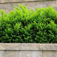 Hecken-Eibe Hillii 50-60cm im 2l Topf