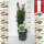 Hecken-Eibe Hillii 50-60cm im 2l Topf