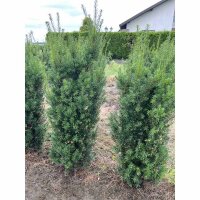 Hecken-Eibe Hicksii 100-125cm am Ballen AKTION!