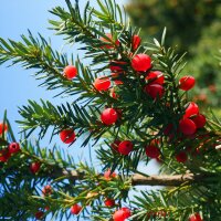 Hecken-Eibe Hicksii 125-150cm am Ballen