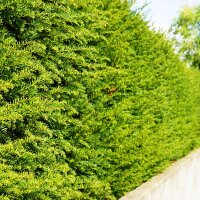 Hecken-Eibe Hicksii 125-150cm am Ballen