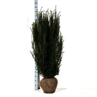 Hecken-Eibe Hicksii 125-150cm am Ballen