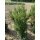 Hecken-Eibe Hicksii 125-150cm am Ballen