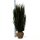 Hecken-Eibe Hicksii 125-150cm am Ballen