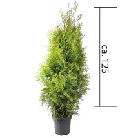 Thuja Brabant 100-125cm im 7,5l Topf