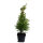 Thuja Smaragd 30-40cm im 0,5l Topf