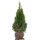 Thuja Smaragd 80-100cm am Ballen