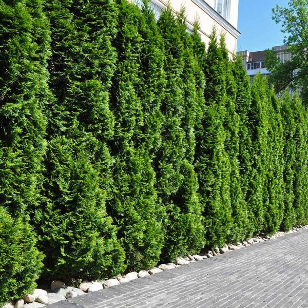 nestfarn zimmerpflanze Asplenium crispy wave (Nestfarn) kaufen main image 1