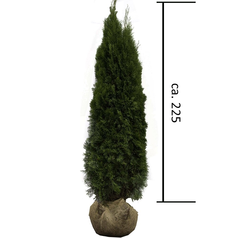Thuja 'Smaragd' 200-225cm online bestellen und liefern lassen - Garte,  79,90