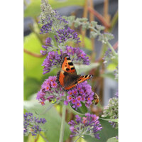 Schmetterlingsstrauch Bicolor 60-70cm