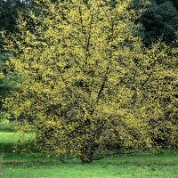 Kornelkirsche 100-125cm