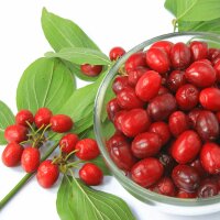 Kornelkirsche Hochstamm | 8-10cm Stammumfang