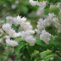 Pracht-Deutzie 100-125cm