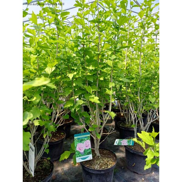 Garteneibisch Lavender Chiffon 60-80cm