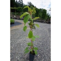 Kiwi Befruchtersorte Atlas 60-80cm
