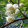 Kiwi selbstfruchtbar Jenny 60-80cm